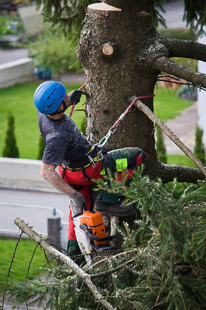 Best Hedge Trimming  in USA